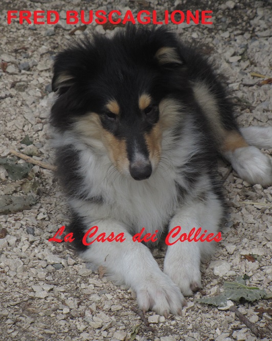 COLLIES FRED